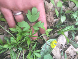 Ranunculus hispidus Michx.的圖片