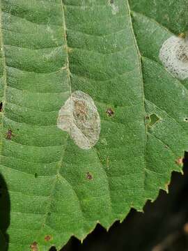 Image de Phyllonorycter tiliacella (Chambers 1871)