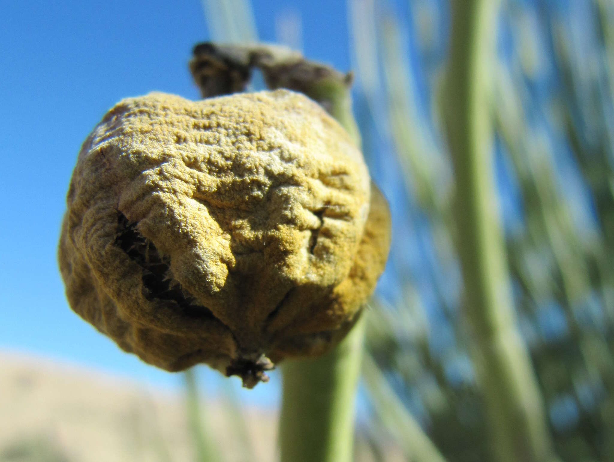 Image of Damara milk-bush