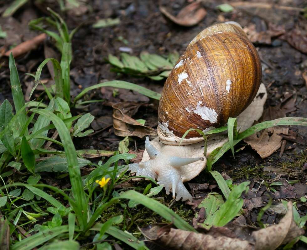 صورة Megalobulimus dryades Fontenelle, Simone & Cavallari 2021