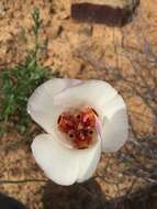 Calochortus simulans (Hoover) Munz resmi