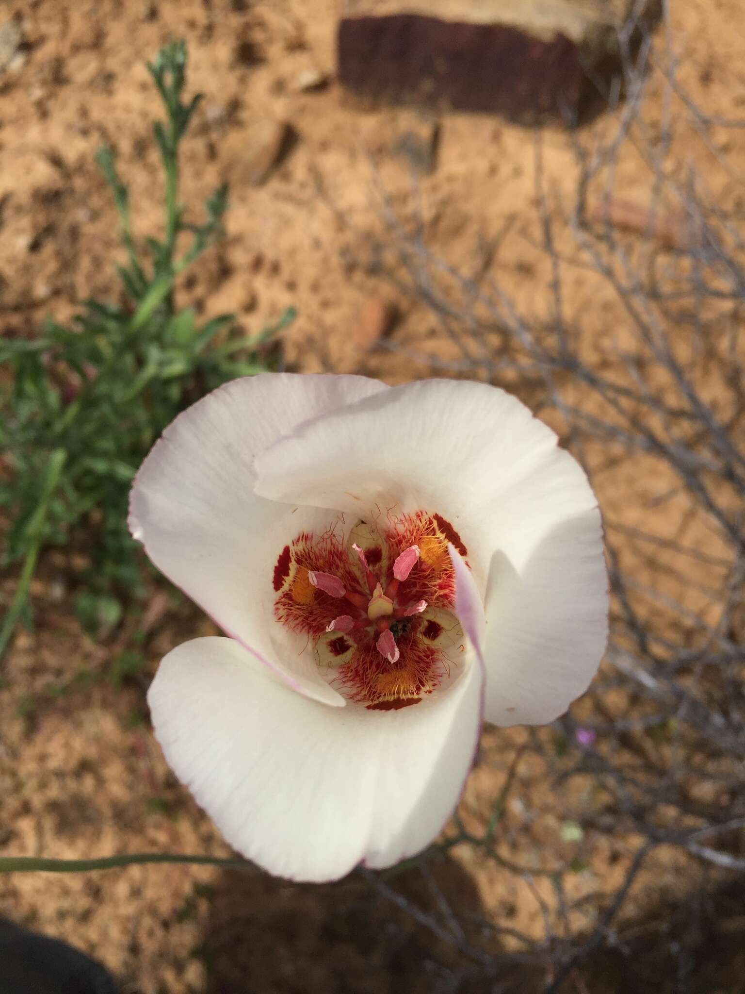 Calochortus simulans (Hoover) Munz resmi