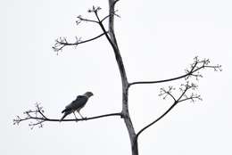 Image of Fiji Goshawk