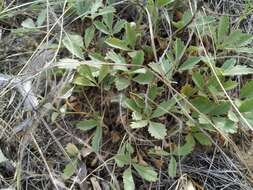 Image of Potentilla incana Gaertn. Mey. & Scherb.