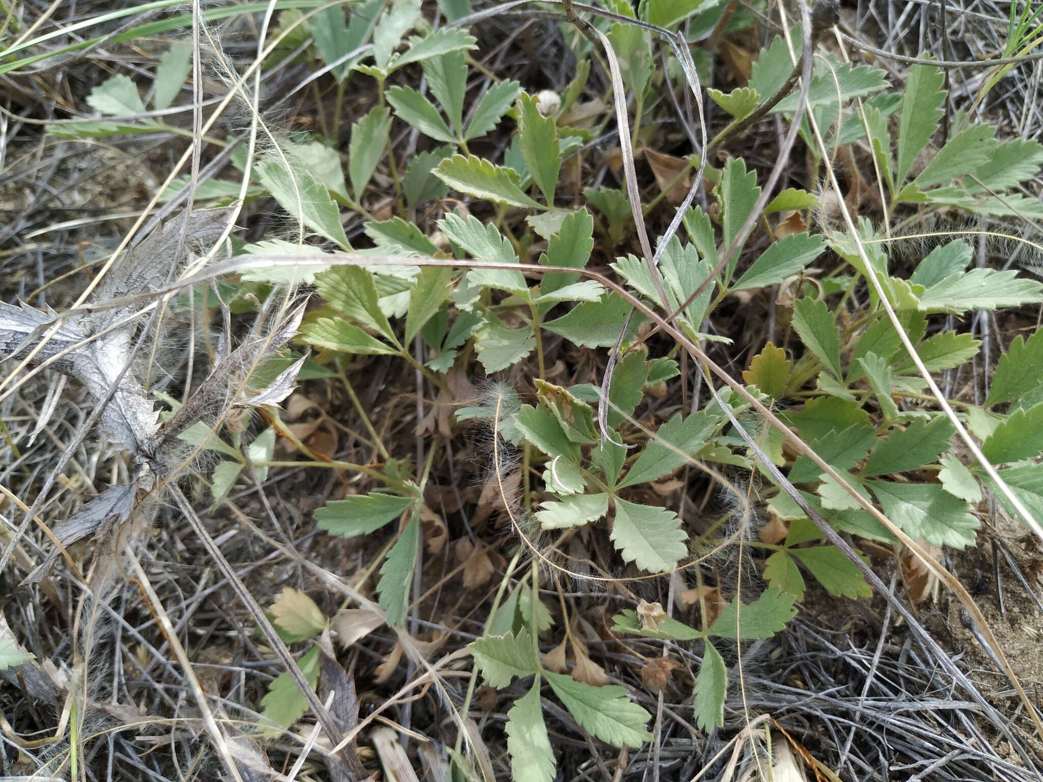 Image of Potentilla incana Gaertn. Mey. & Scherb.