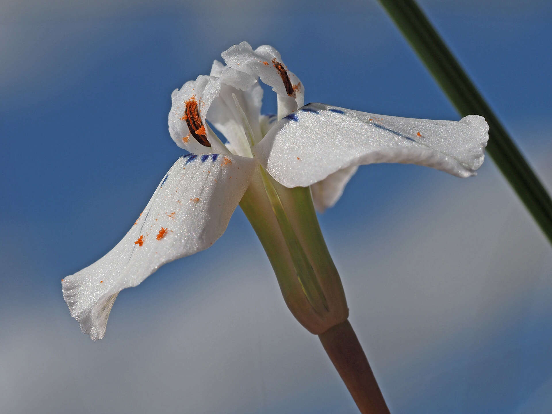 Moraea longiaristata Goldblatt resmi