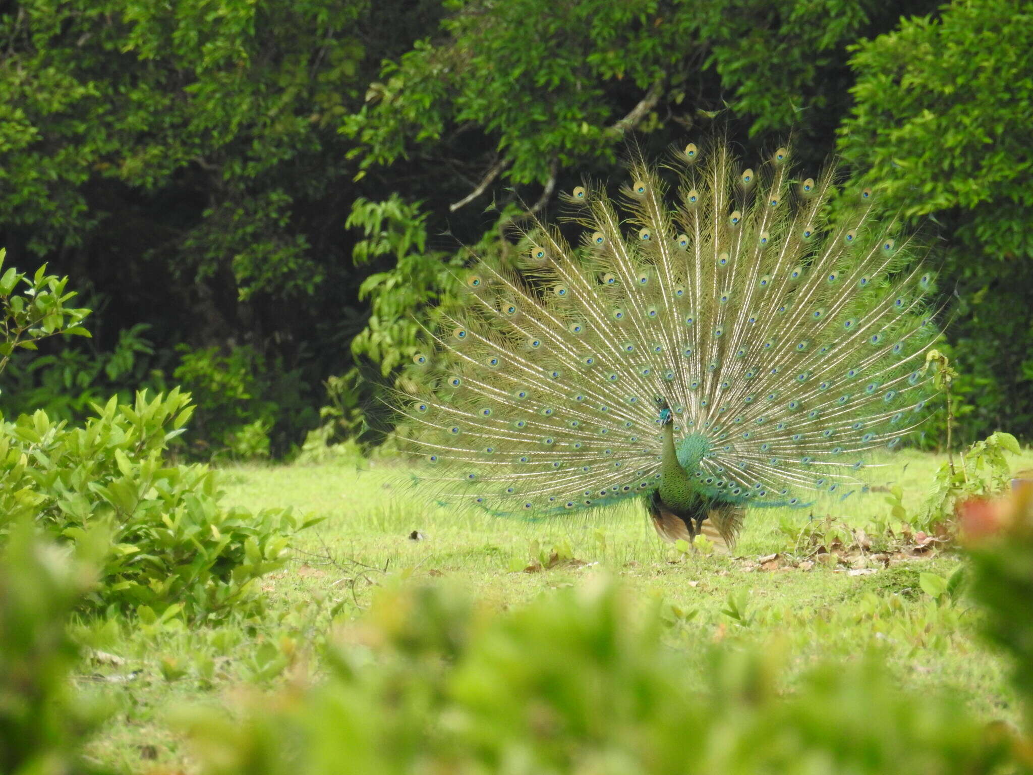 Image of Green Peafowl