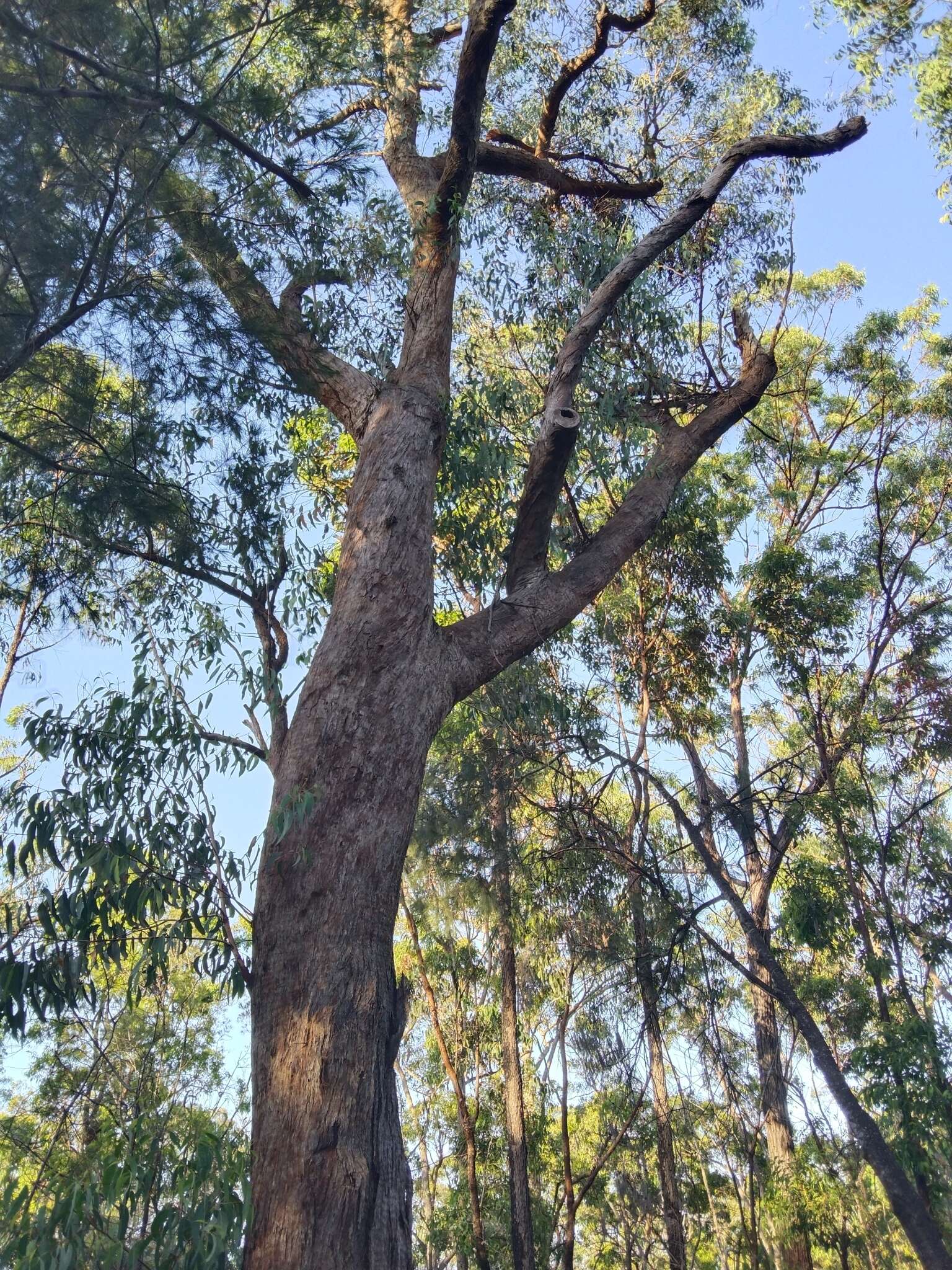 Слика од Eucalyptus planchoniana F. Müll.