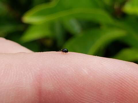 Image of Lady beetle