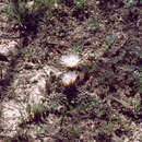Image of Echinocereus sharpii