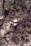 Image of Echinocereus sharpii