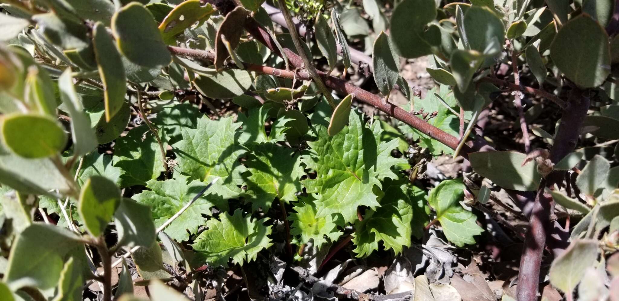 Image of Gander's ragwort