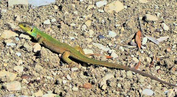 Sivun Lacerta diplochondrodes cariensis kuva