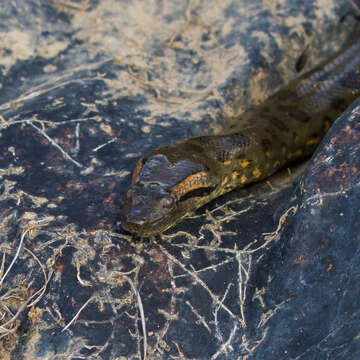 Image of Green anaconda