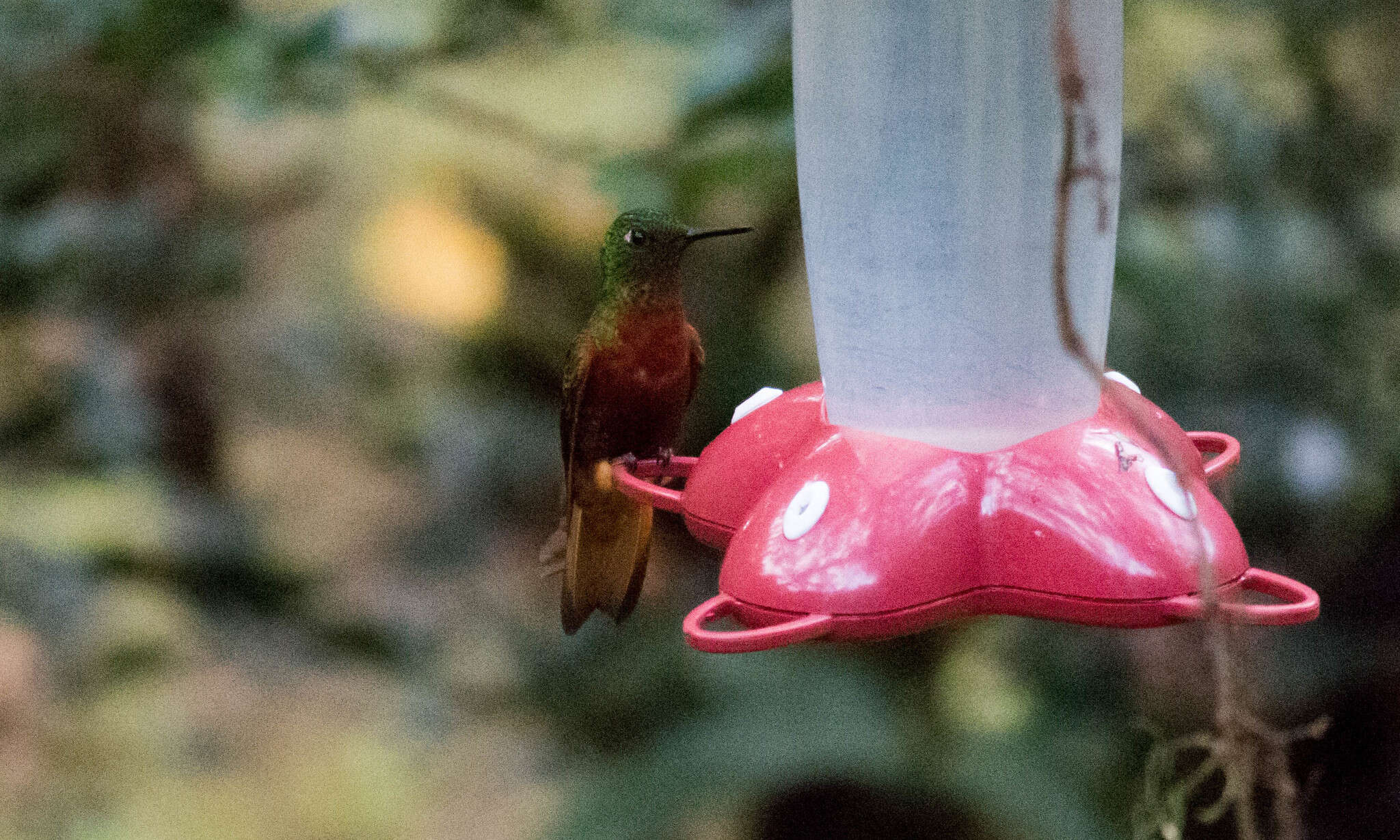 Image of Chestnut-breasted Coronet