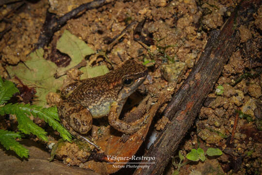 Image of Rheobates pseudopalmatus (Rivero & Serna 2000)