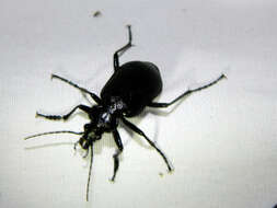 Imagem de Calosoma (Calosoma) frigidum Kirby 1837