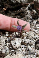 Image of Quick's phacelia