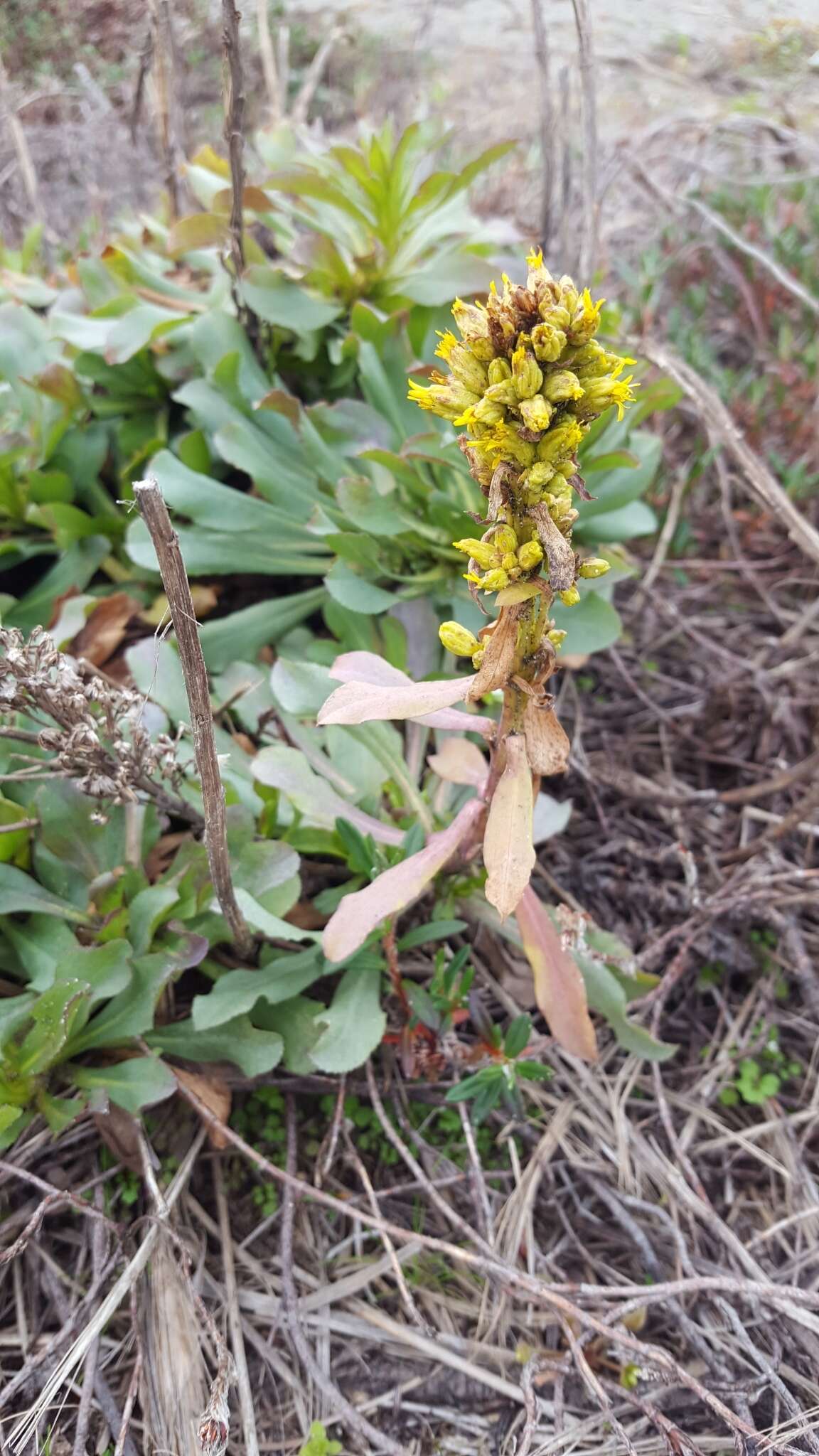 Image of Coast Goldenrod