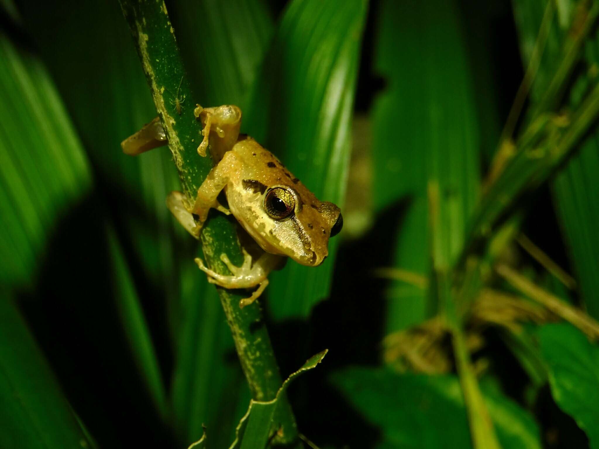 Image of Cachabi Robber Frog