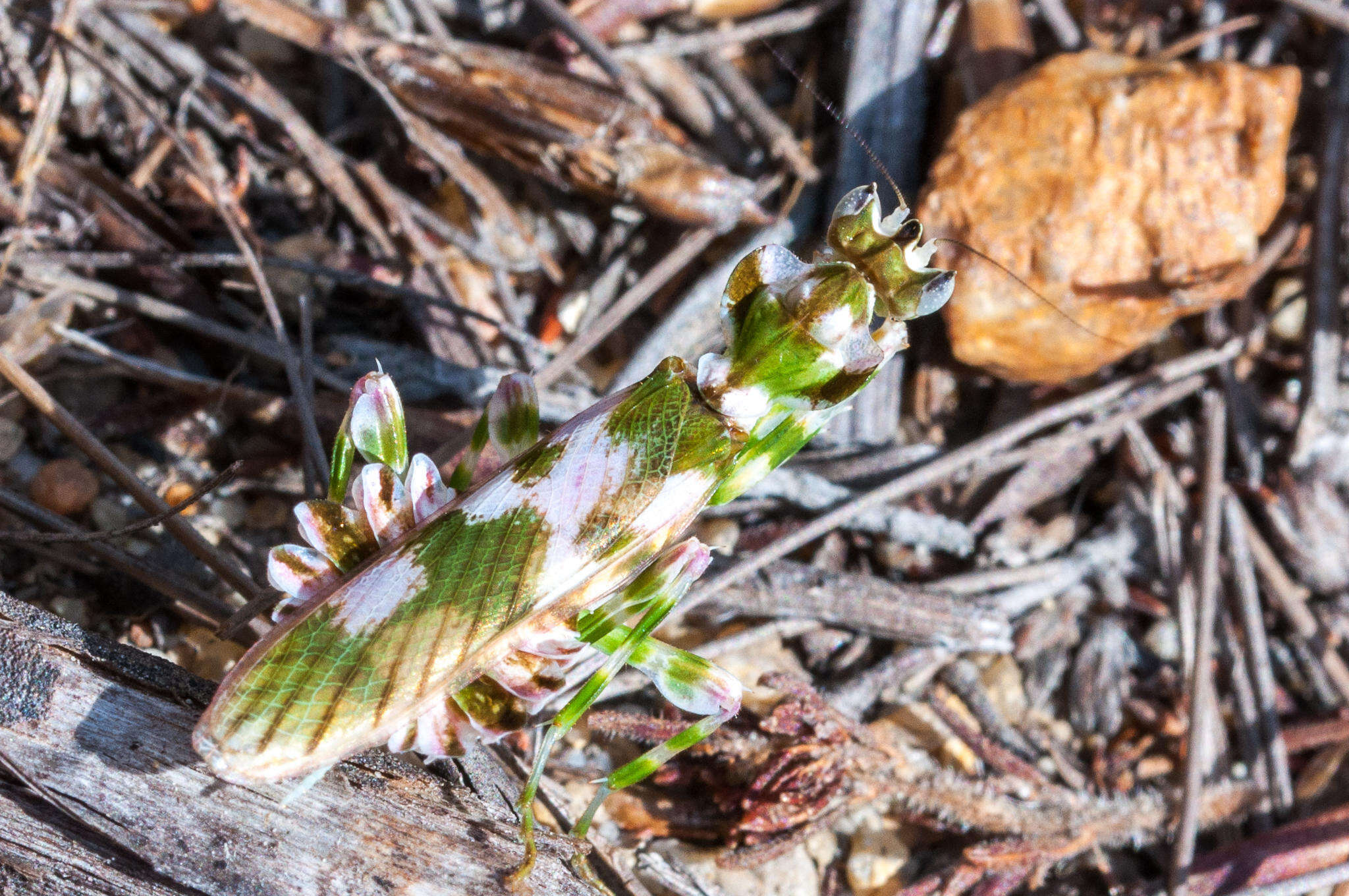 Plancia ëd Harpagomantis tricolor Linne 1758