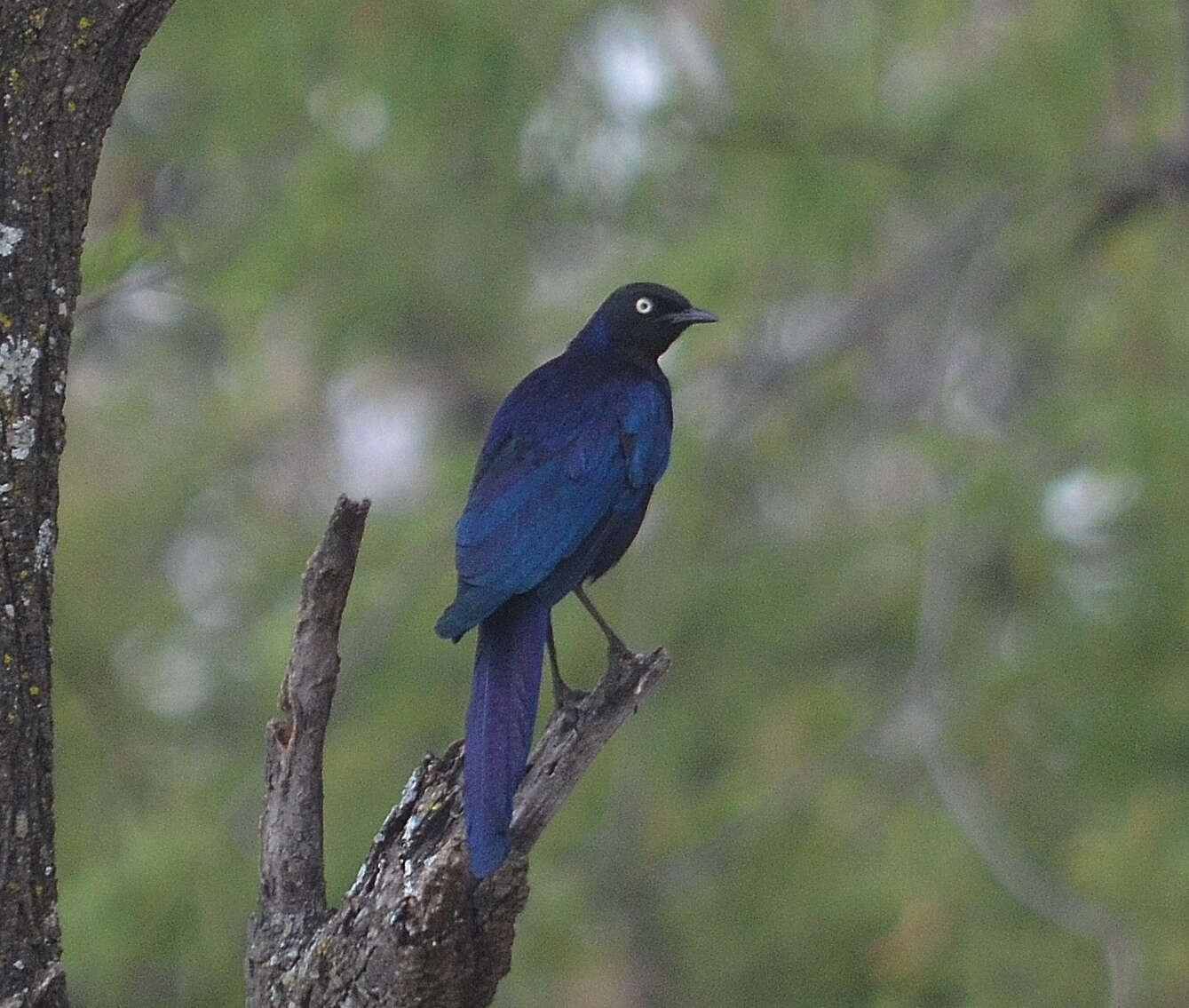 Image of Rueppell's Glossy-Starling