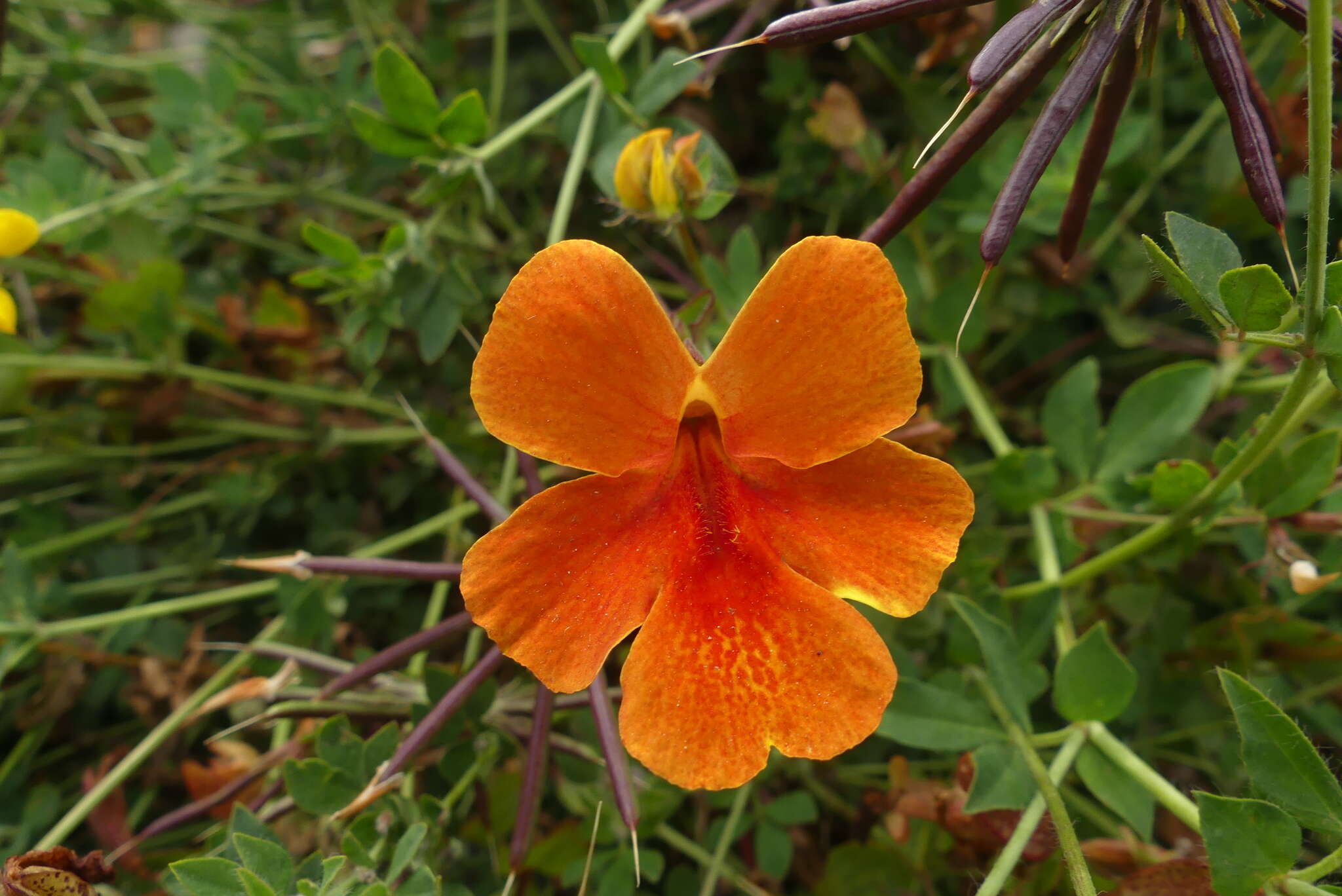 Image of Erythranthe cuprea (Dombrain) G. L. Nesom