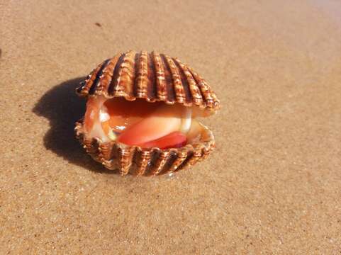 Image of European prickly cockle