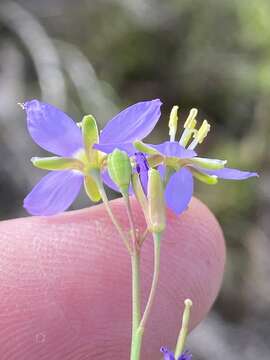 Image of Heliophila linearis var. linearifolia (Burch. ex DC.) Marais