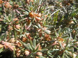 Image of Clutia pubescens Thunb.