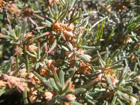 Image of Clutia pubescens Thunb.