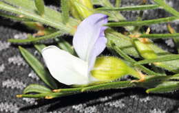 Image of Psoralea odoratissima Jacq.