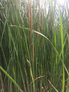 Слика од Typha angustifolia L.