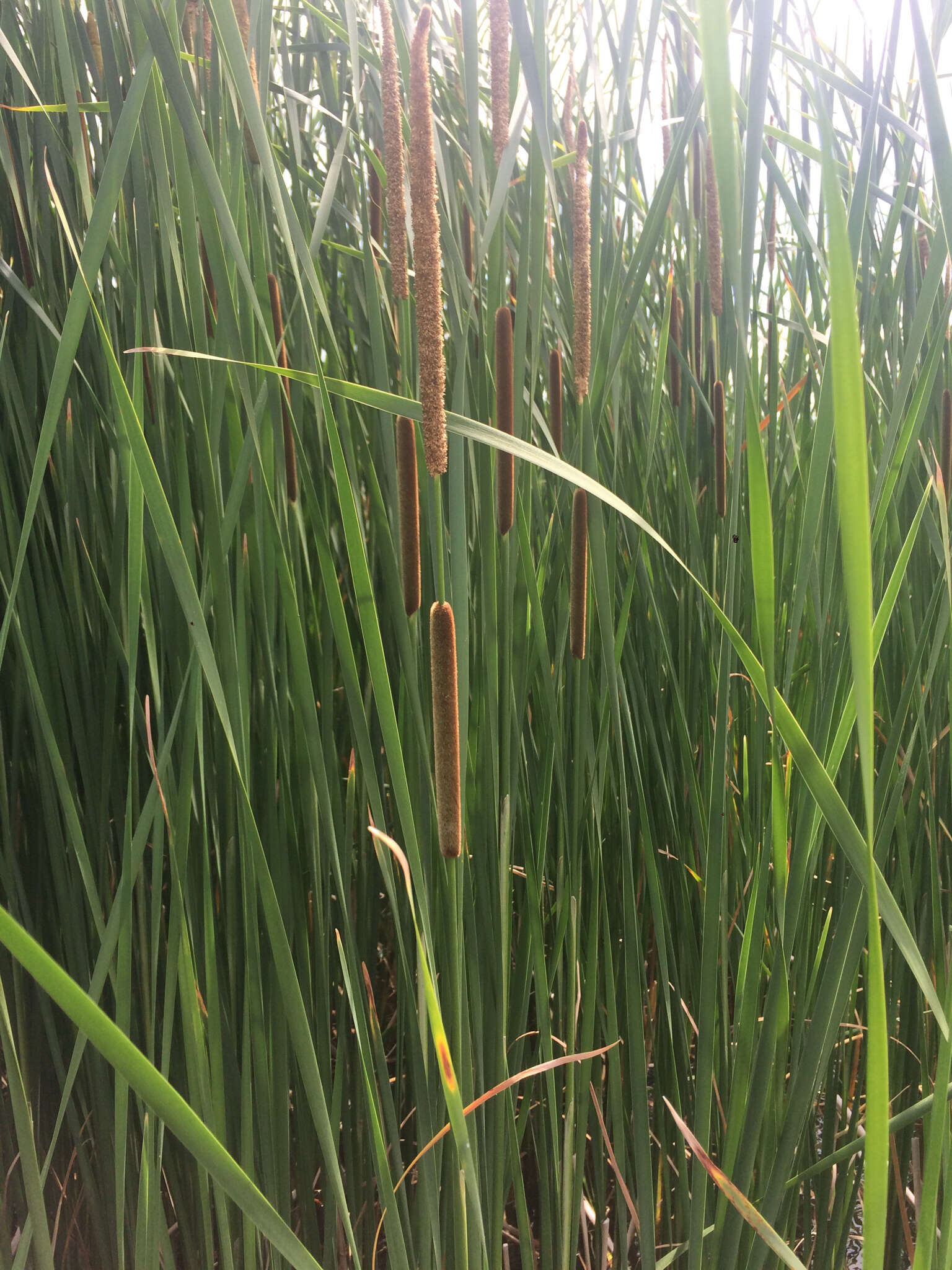 Слика од Typha angustifolia L.