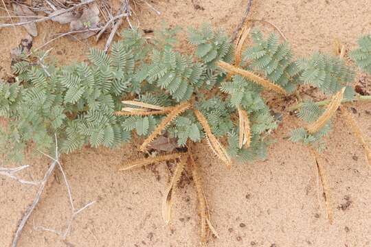 Image of <i>Mimosa rupertiana</i>