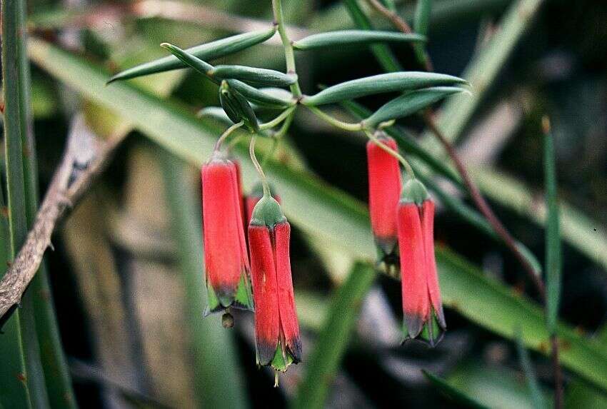 Image of Bomarea dulcis (Hook.) Beauverd