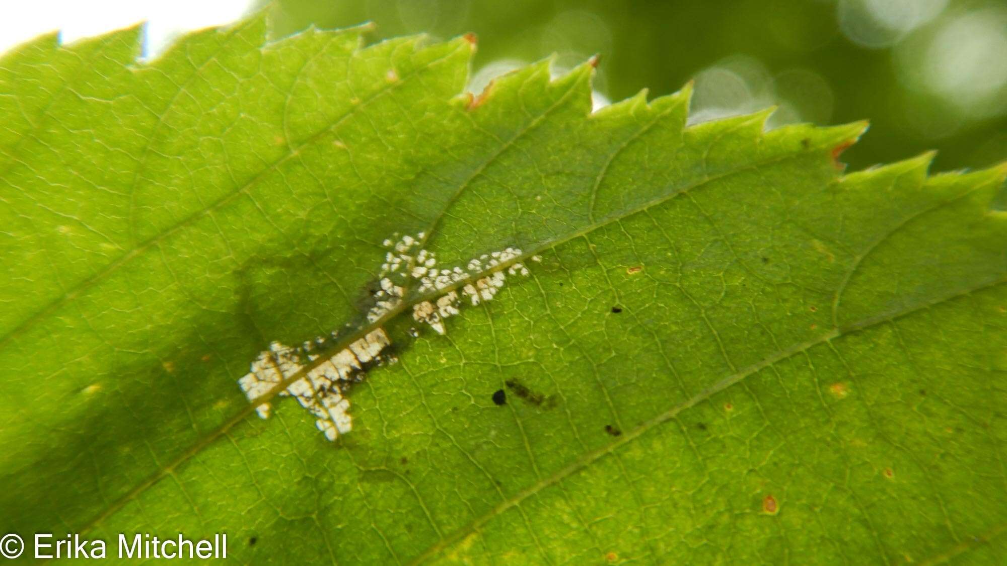 Imagem de Caloptilia ostryaeella (Chambers 1878)