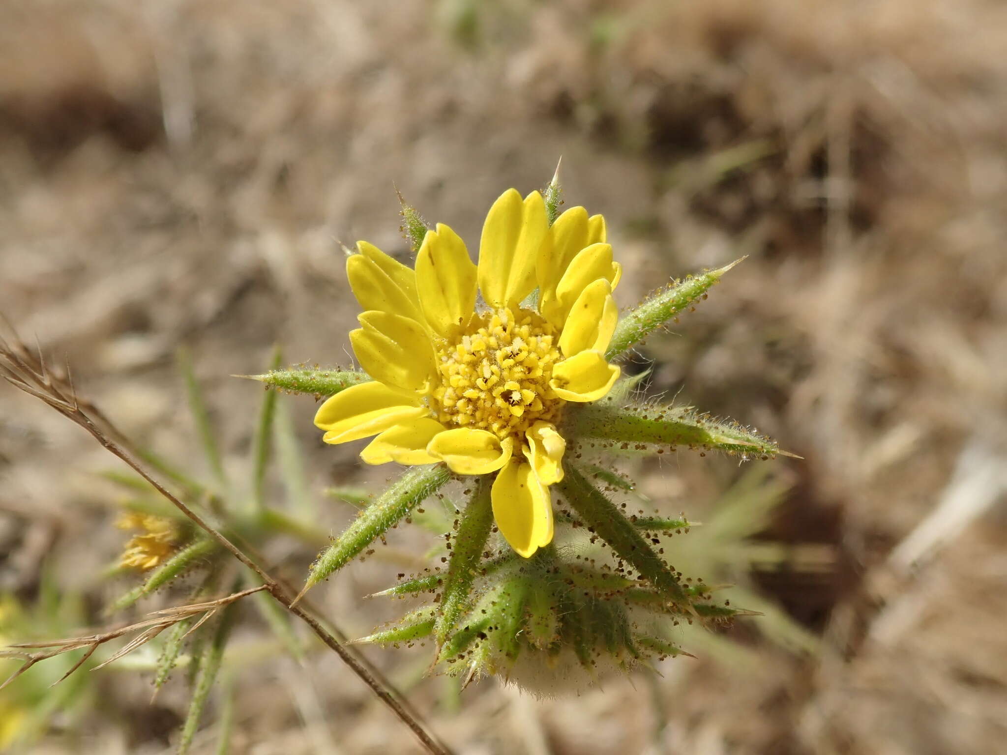 Image of Fitches Spikeweed