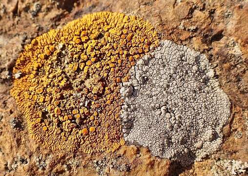 Image of mountain lichen