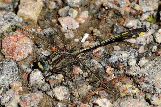 Image of Gomphurus septima (Westfall 1956)