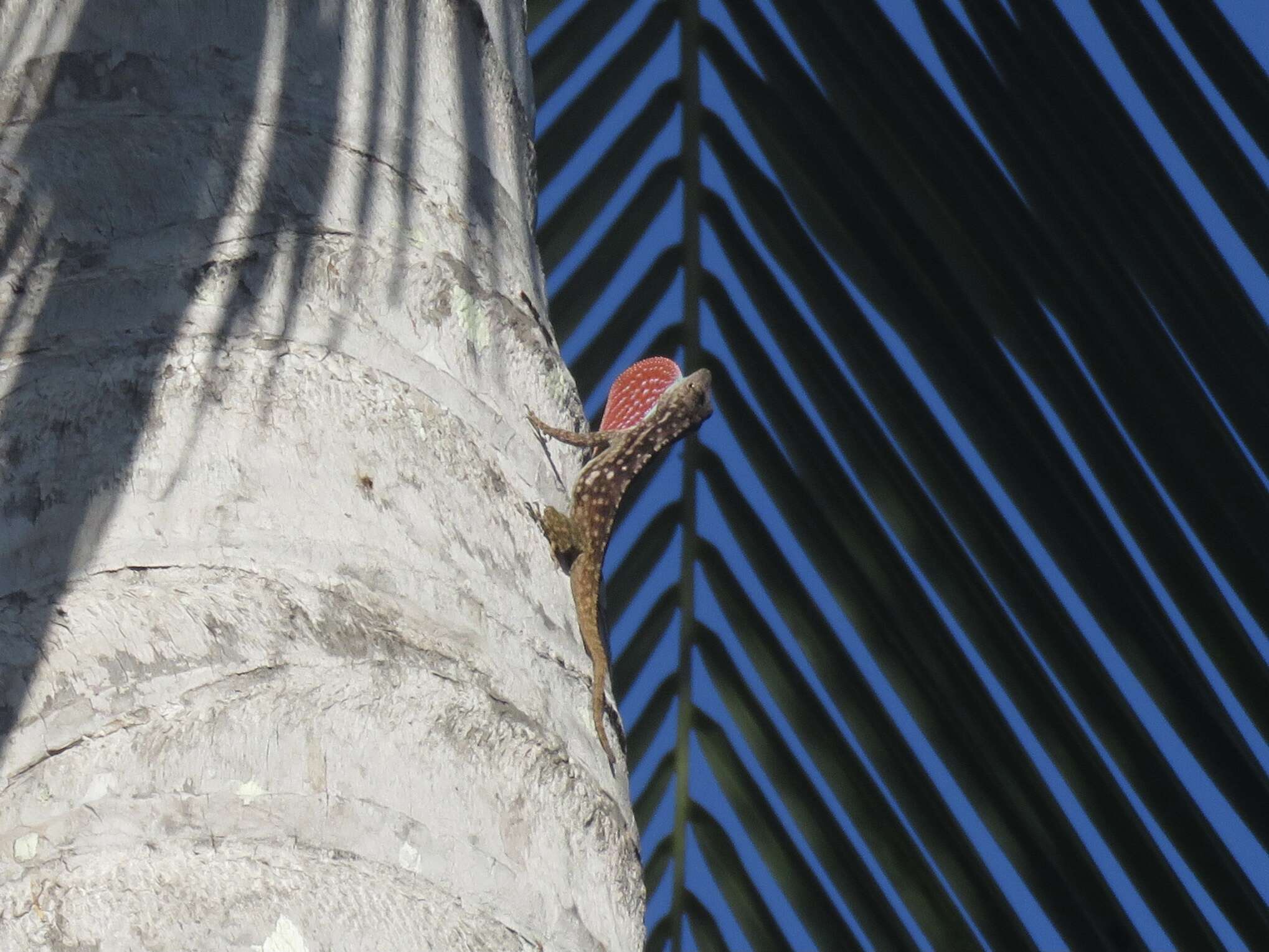 Image of Anolis charlesmyersi Köhler 2010