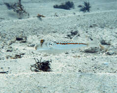 Image of Hick&#39;s toadfish