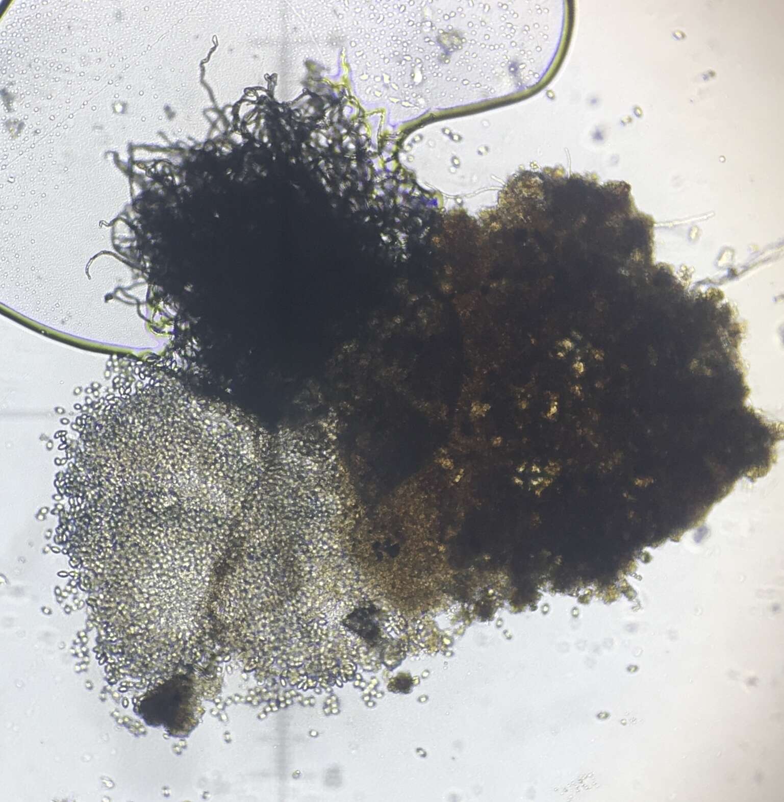 Image of Trichocladium crispatum