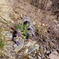 Image of Pulsatilla pratensis subsp. hungarica Soó