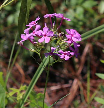 Imagem de Phlox carolina subsp. angusta Wherry