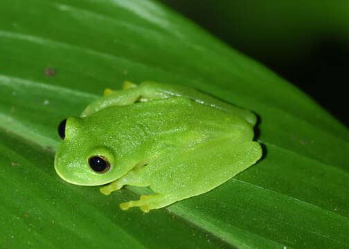 Image of Magdalena Giant Glass Frog