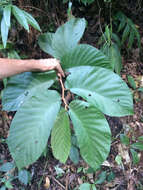 Image of Begonia hookeriana Gardner