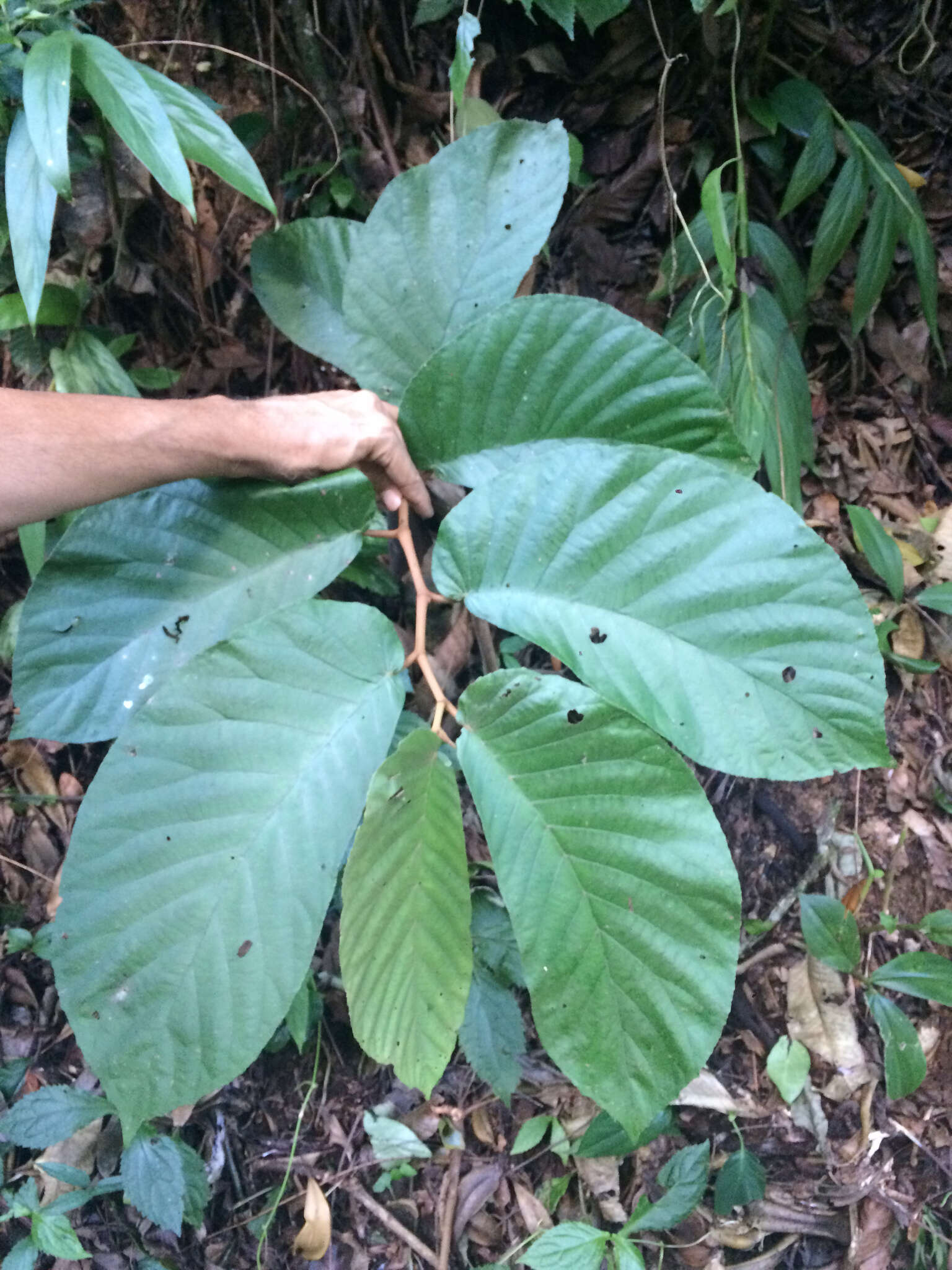 Image of Begonia hookeriana Gardner