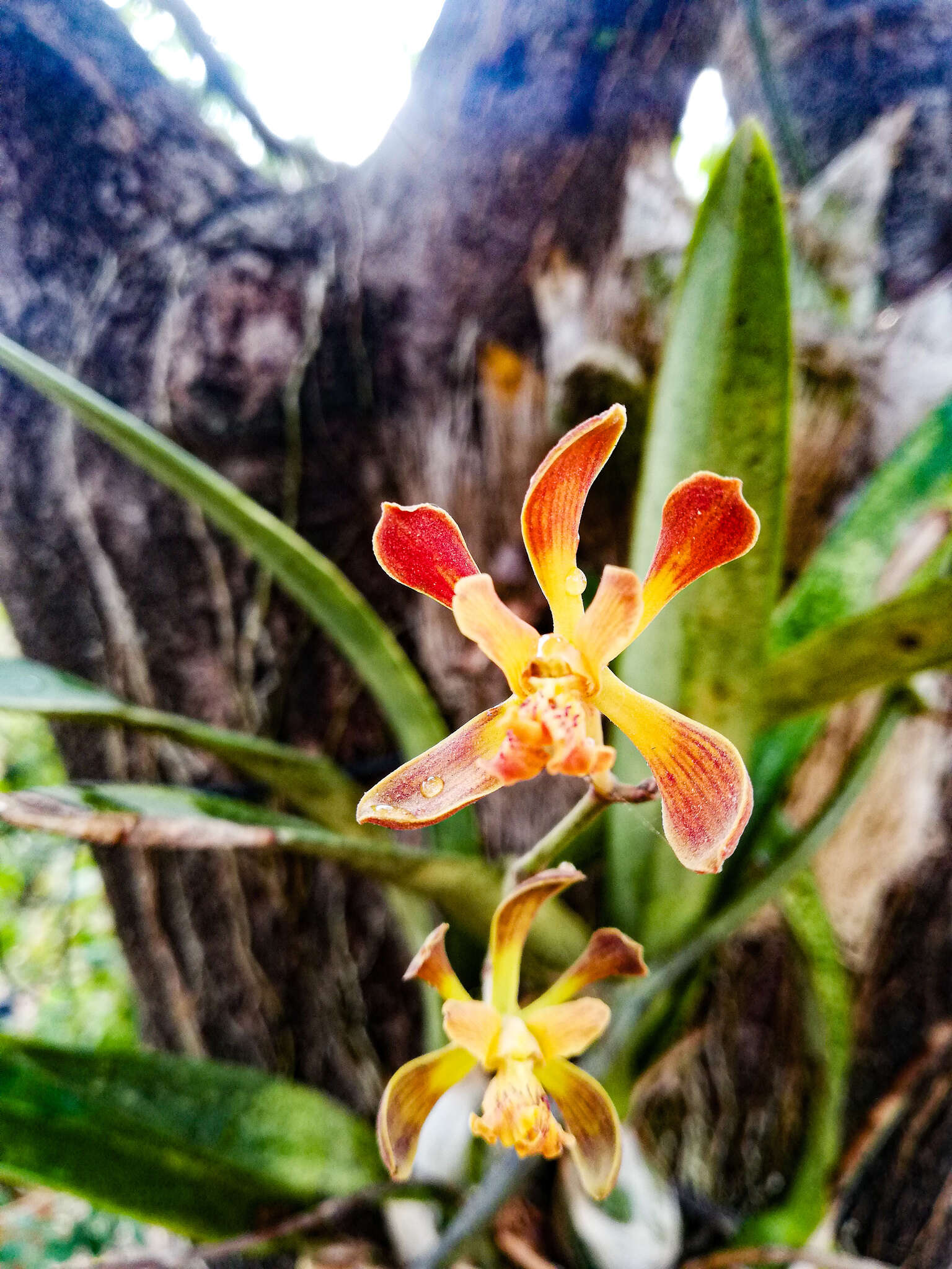 Image of Encyclia alata subsp. parviflora (Regel) Dressler & G. E. Pollard