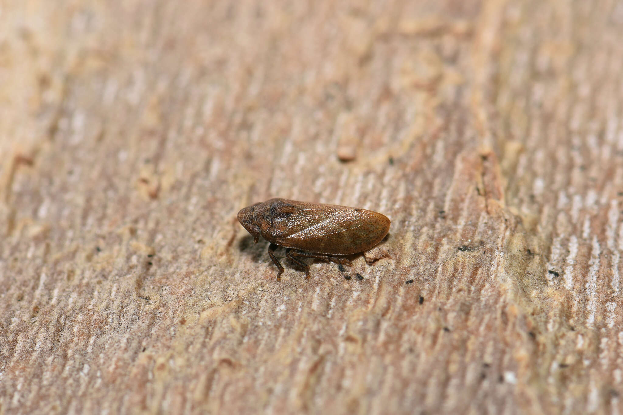 Image of Tettigometra impressopunctata Dufour 1846